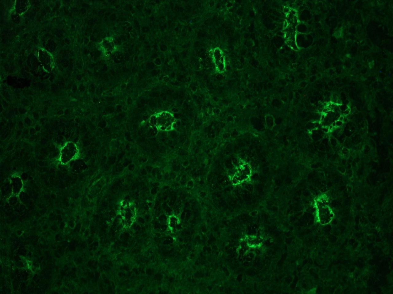 Figure 2. Reactivity of MUB0111P (up to a 1:1000 dilution) in the epithelial villi in swine colon.